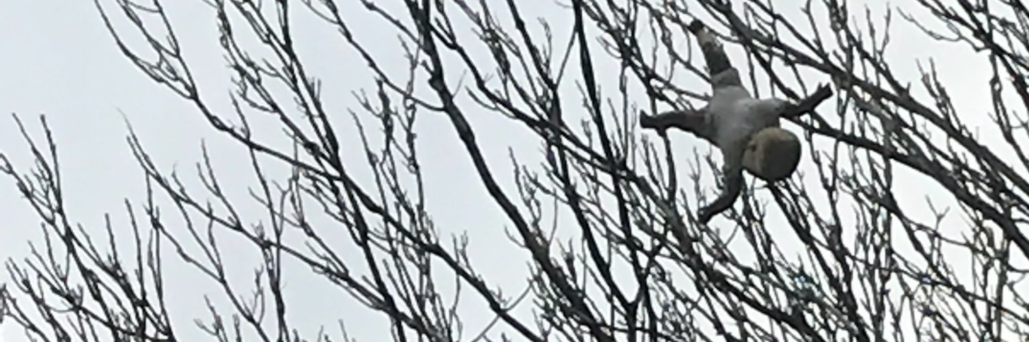 bamboo_bones_'s profile banner image