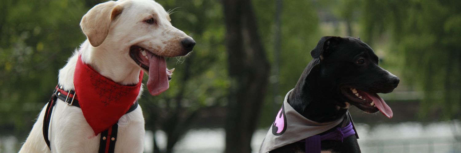 DanyVar's profile banner image