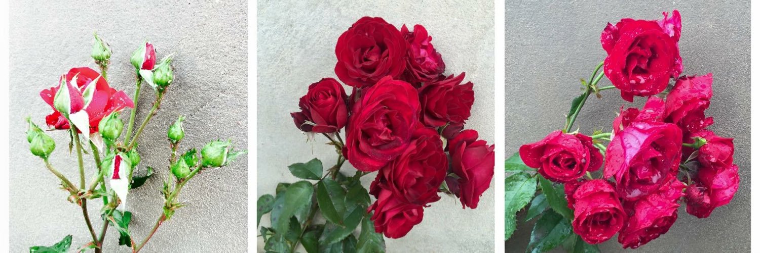 farahabouyehya's profile banner image