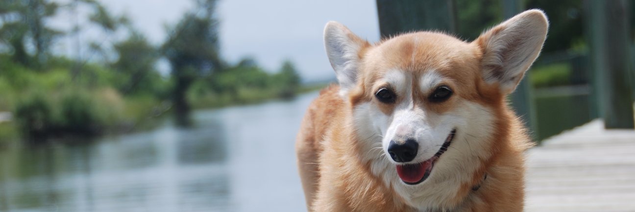 CathyHoag's profile banner image