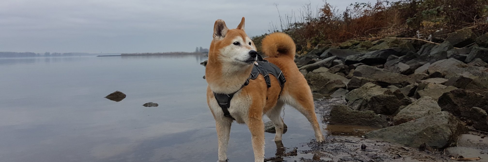 Simba_Adventure's profile banner image