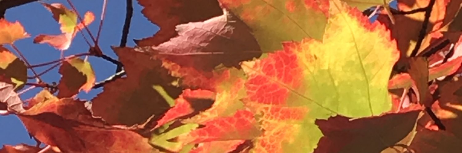 CaseyPtblazer's profile banner image