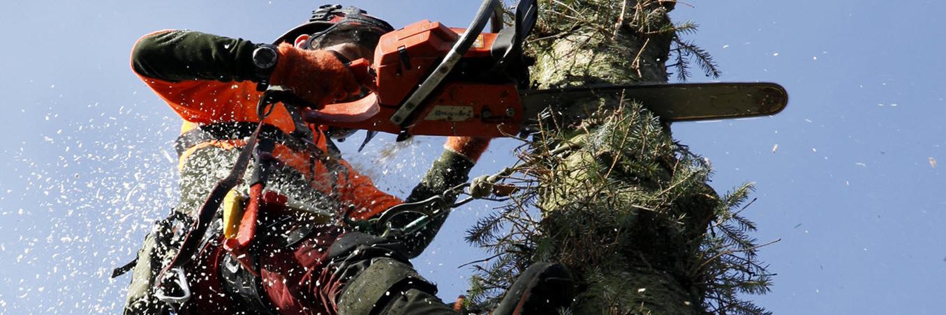 EpicTreeCare's profile banner image