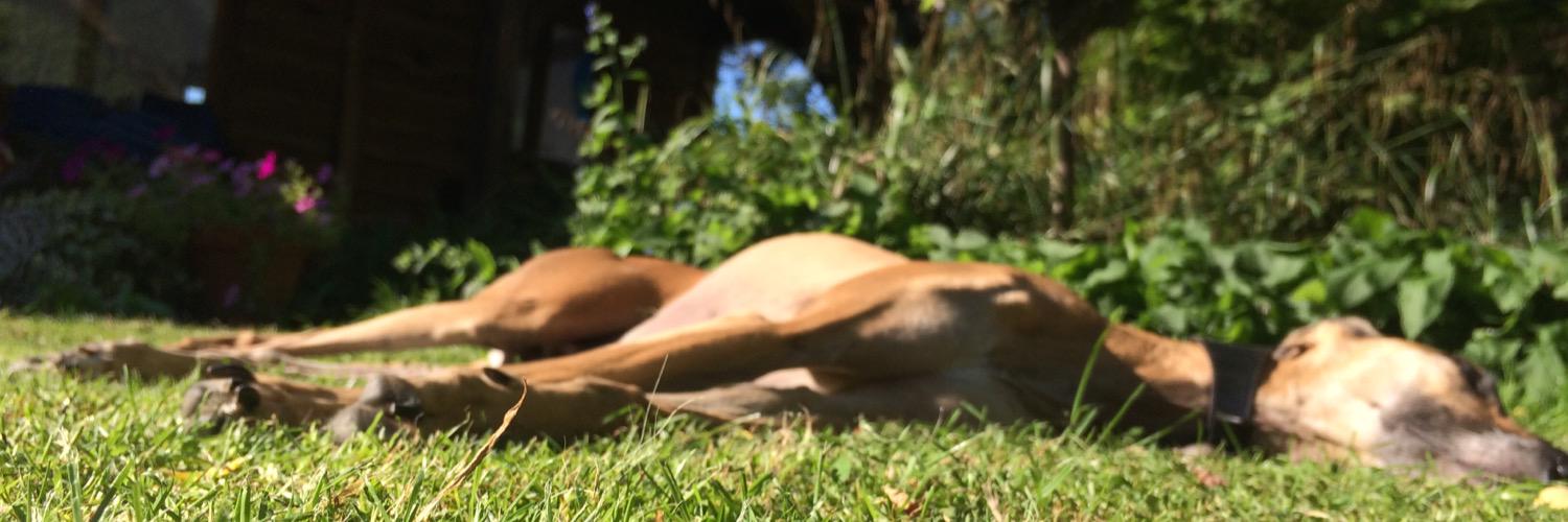 BadhamBianca's profile banner image