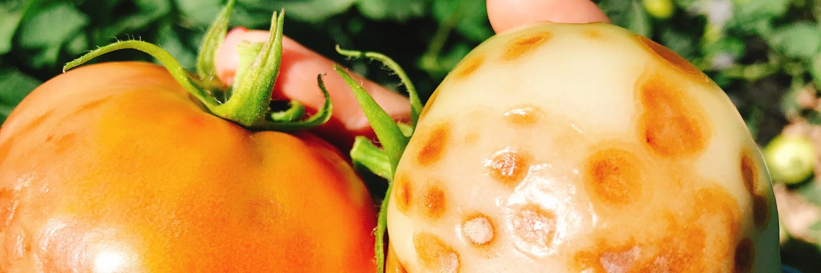 Dr. Ying-Yu Liao banner