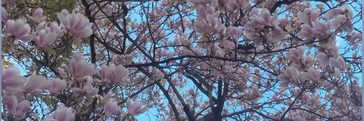 silviaferrcass's profile banner image