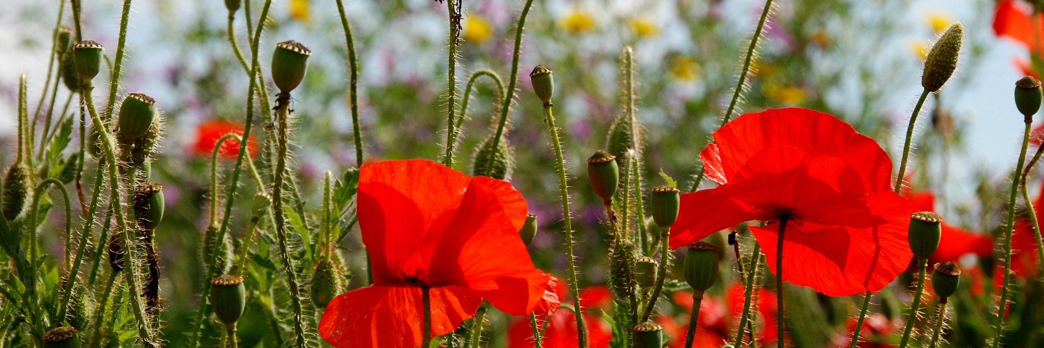 Lore Michiels banner