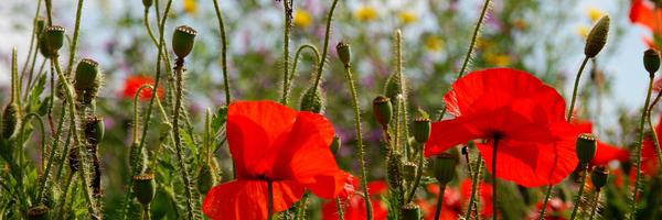 loremichiels_ Profile Banner