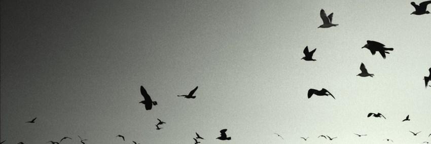 blogboosterpro's profile banner image