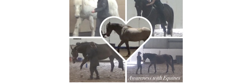 EquineAwareness's profile banner image