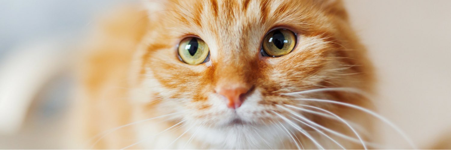 EverythingMeow1's profile banner image
