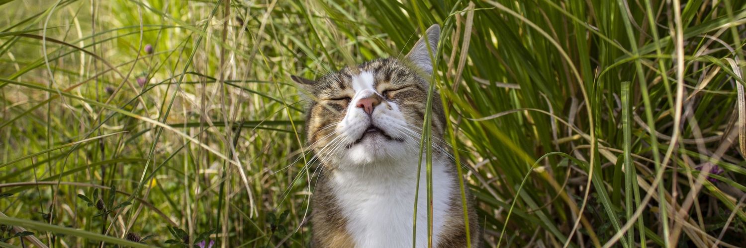 Morgane 💖💜💙 banner