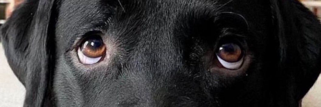 His Lordship Sir Jeffy of Covfefe’ banner