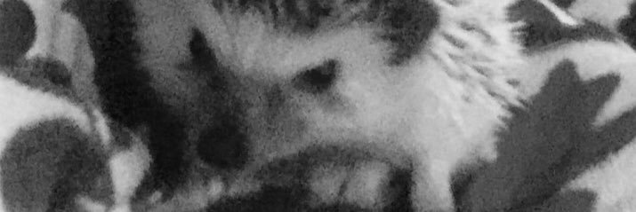 debbiedoo86's profile banner image