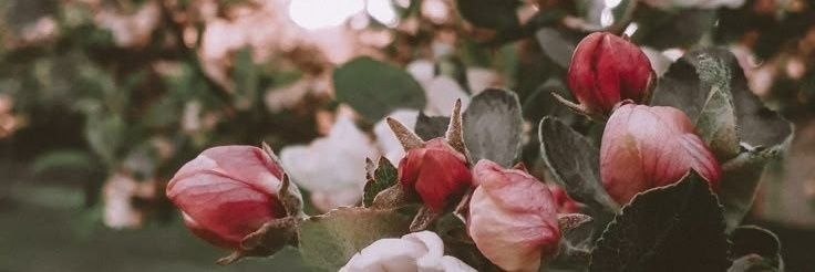 koalasteps's profile banner image