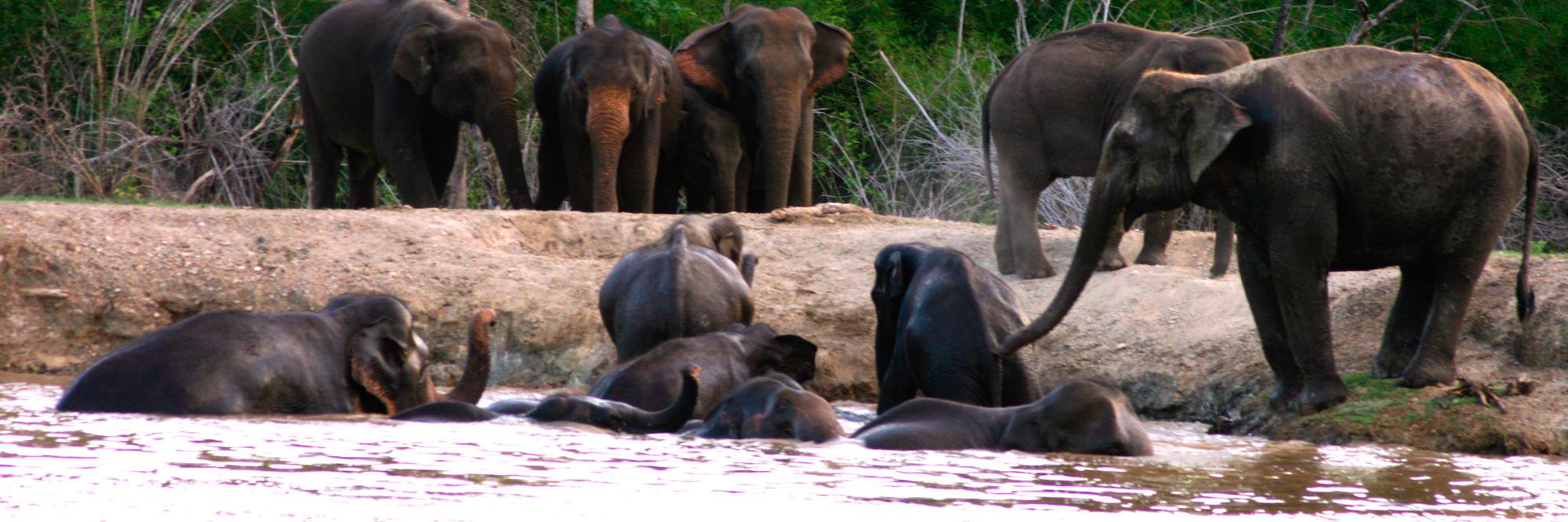 bringtheelephanthome banner