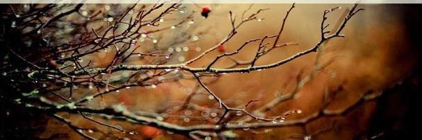 Lia Kelly banner