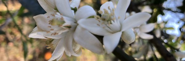 CyndiWilson72 Profile Banner