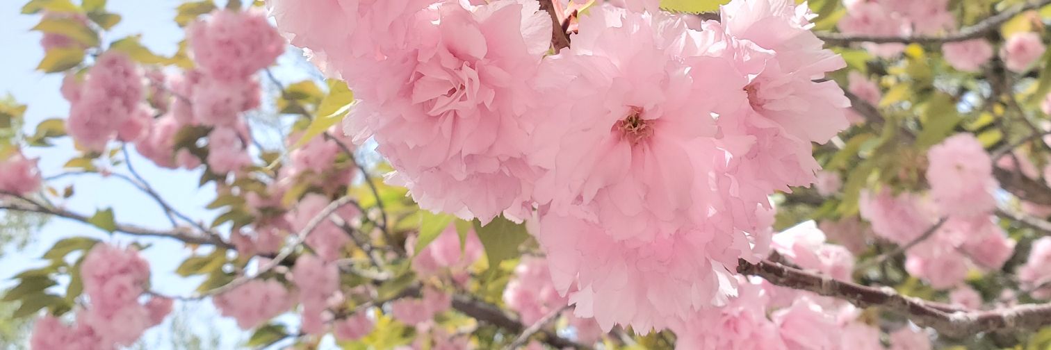 さほ banner