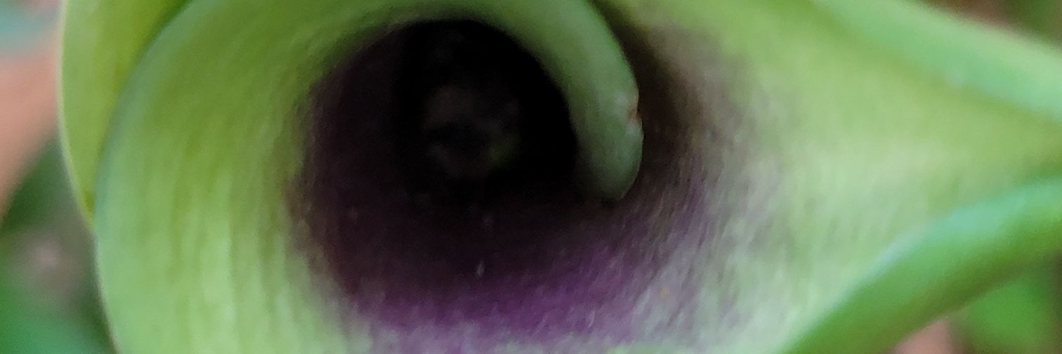 KellyRHesler's profile banner image