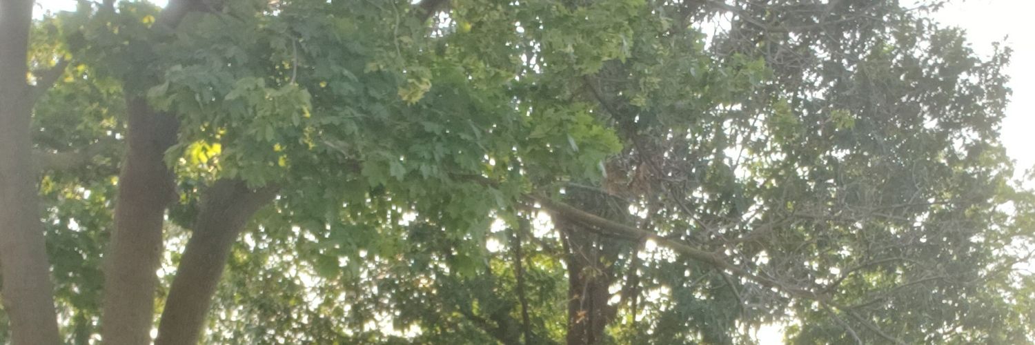 Kollbee banner