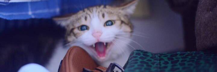 Milk886Dot's profile banner image
