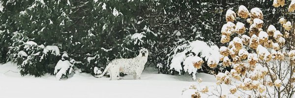 DenlingerRachel Profile Banner