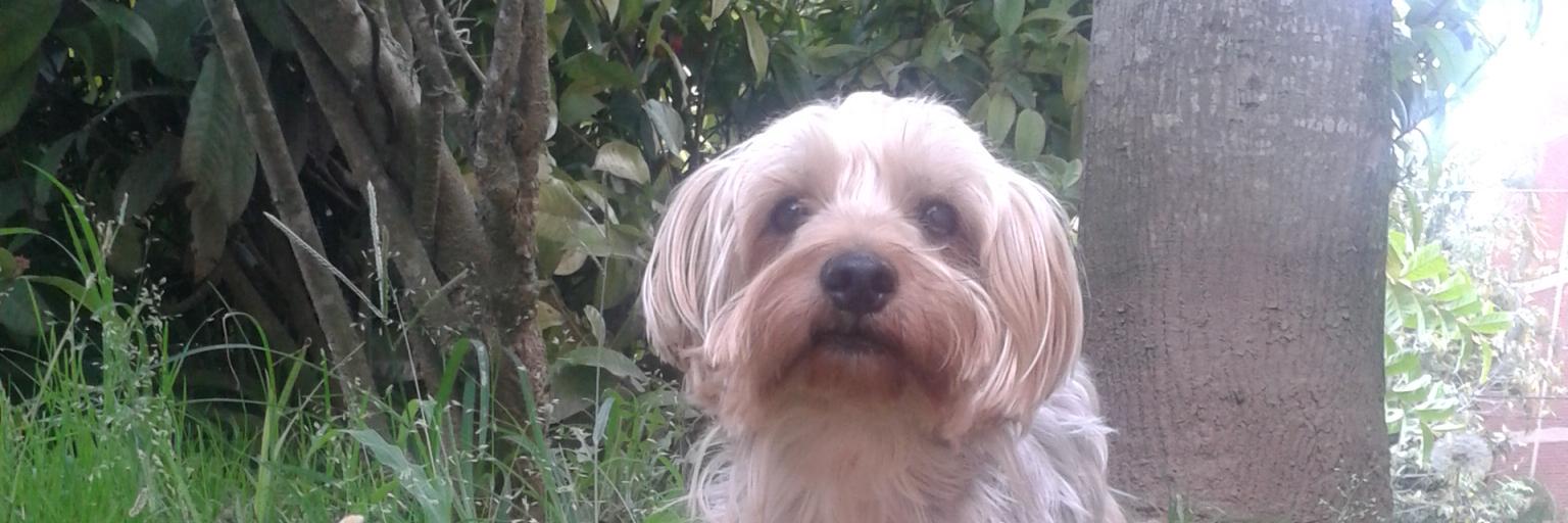 perritoalianza's profile banner image