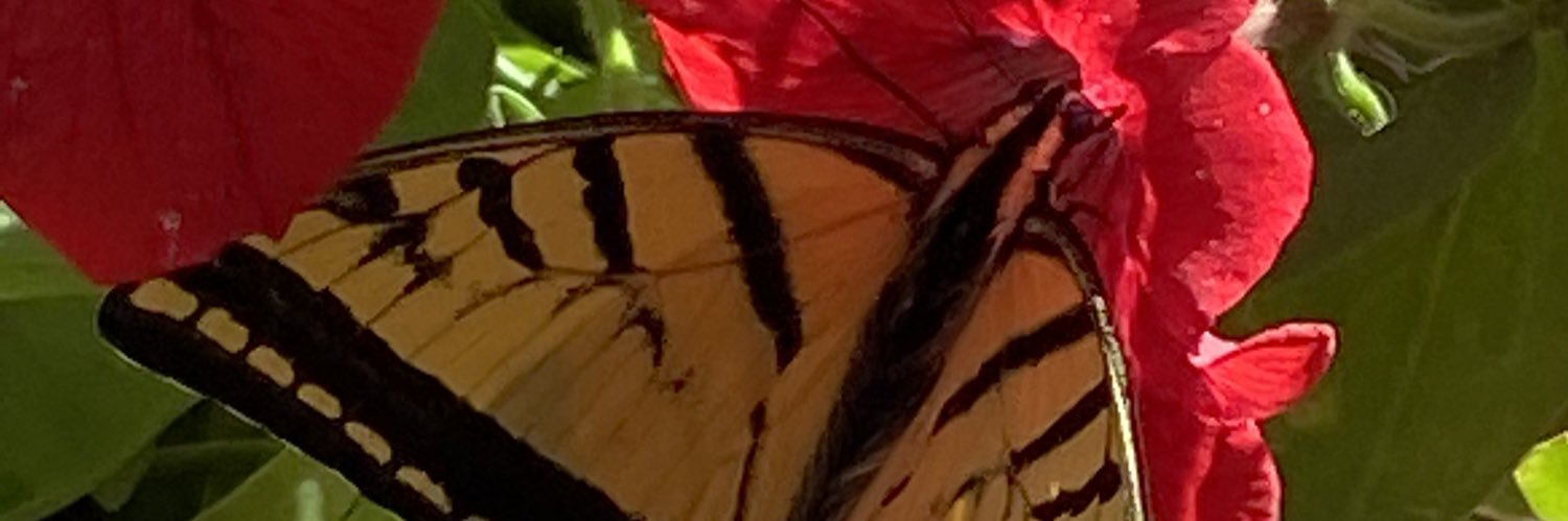 CounselorCarlaB's profile banner image