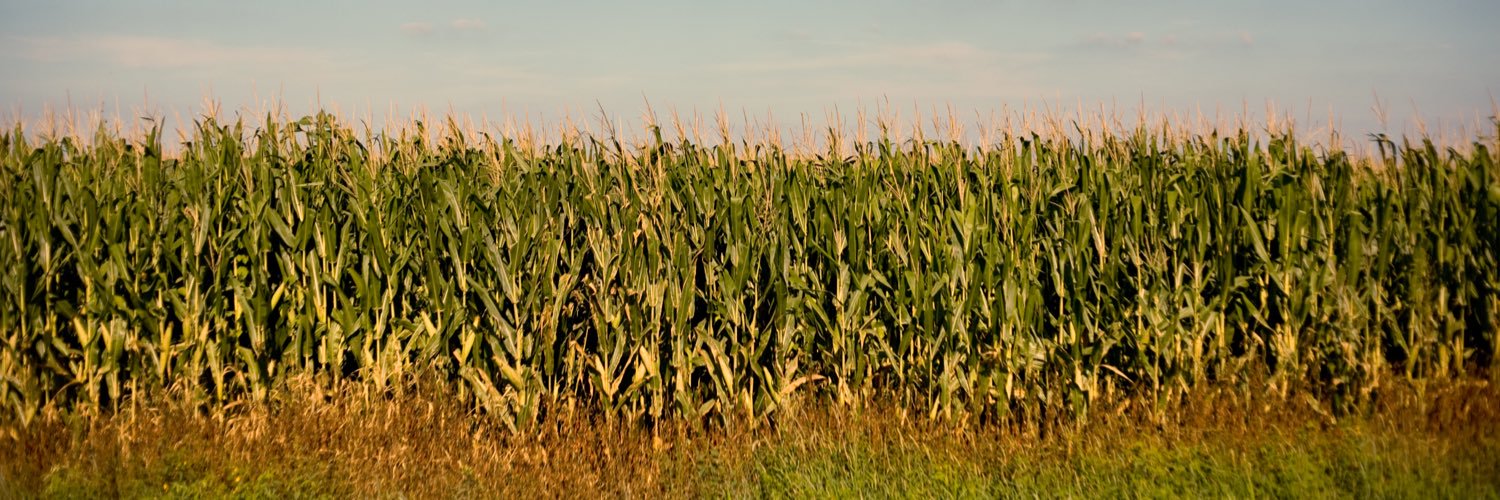 Corn_life_corn's profile banner image