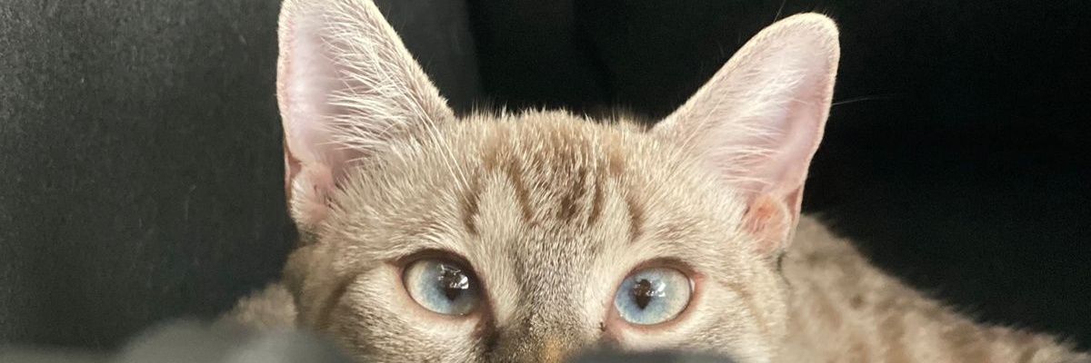RossWorldd's profile banner image