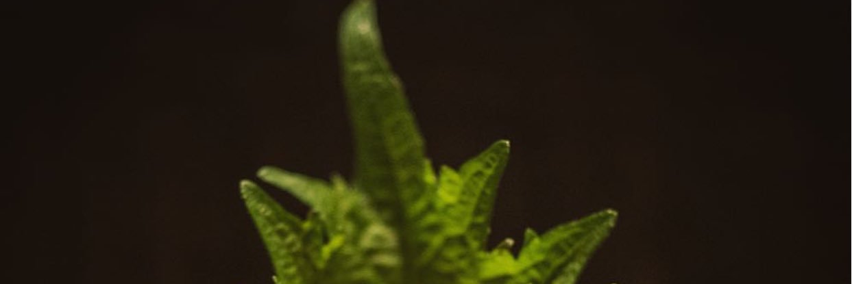 MataRui's profile banner image
