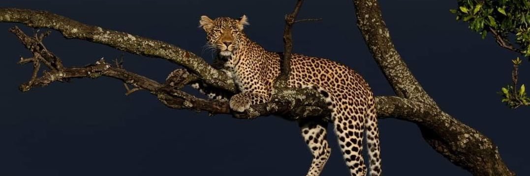 queennsupreme's profile banner image