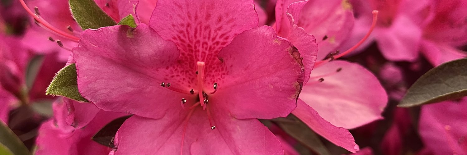 florflorentt's profile banner image