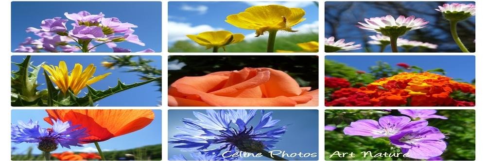 CelinePhotos's profile banner image