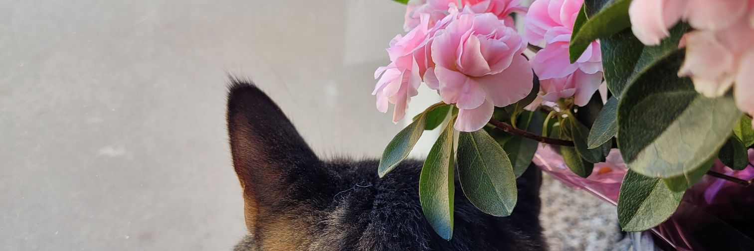 walshchristinem's profile banner image