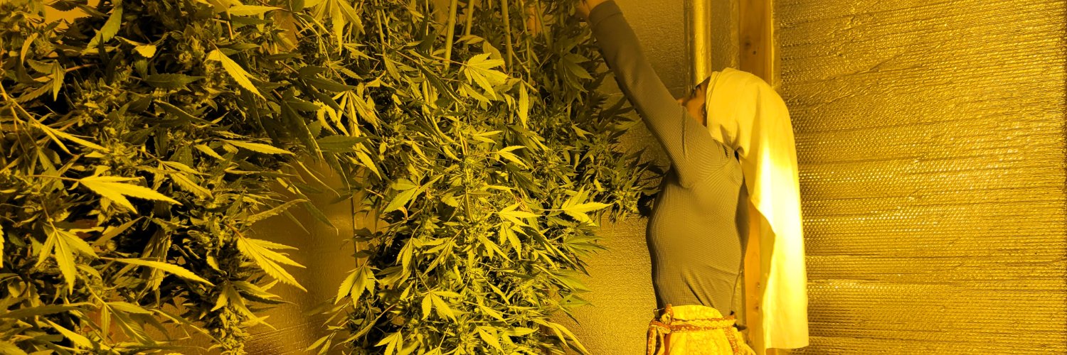 sistersofcbd's profile banner image