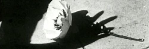 mack_wolf's profile banner image