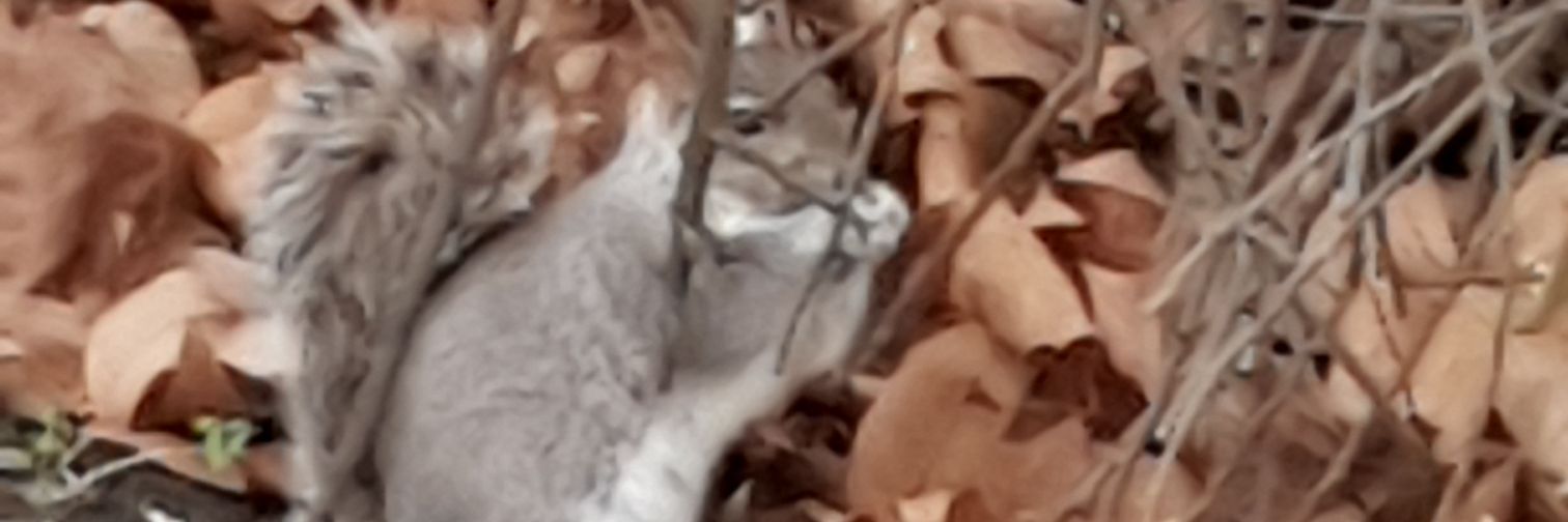 DebbieGbarmy's profile banner image