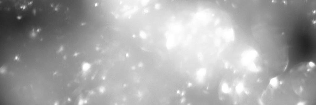 Sharon McMichael banner