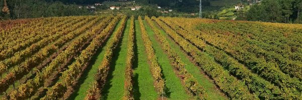 WineInterviews Profile Banner