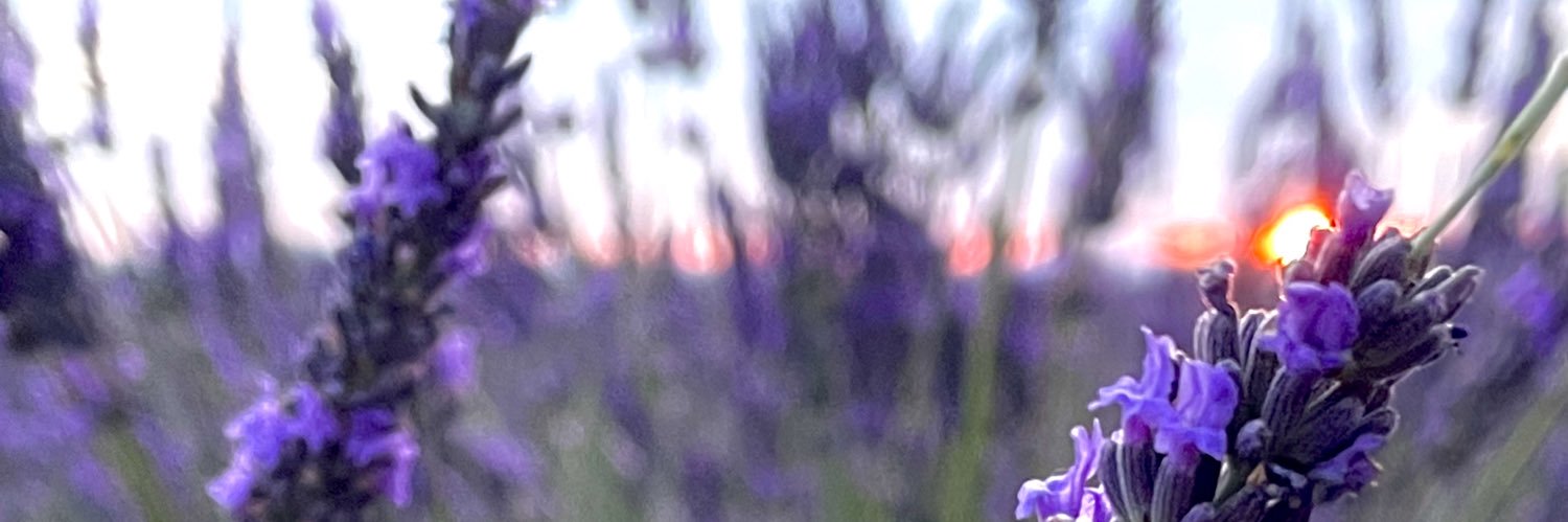 AvocadoBio's profile banner image
