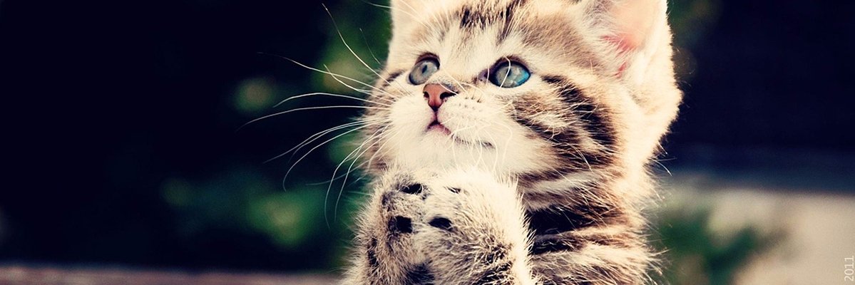 MizMeow's profile banner image
