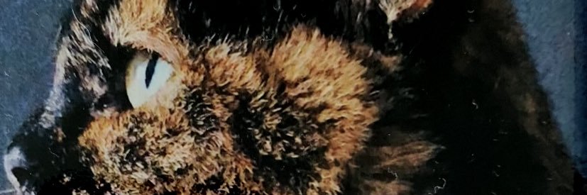 Realchezzababy's profile banner image
