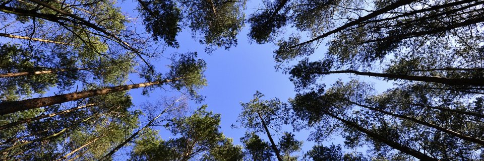 Anne Guérette banner