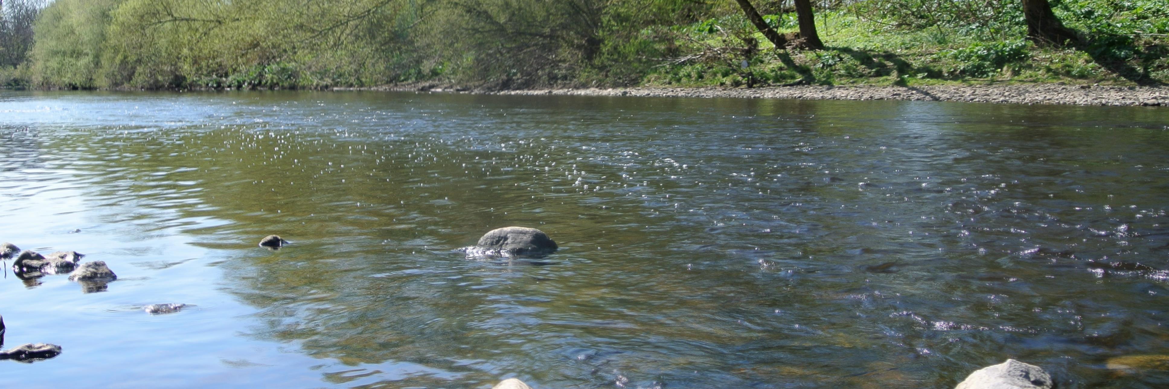 The Bad Angler banner