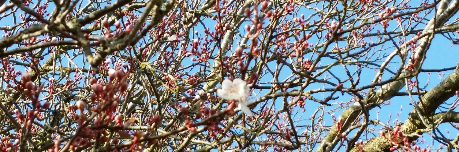 carolina b-forrester banner