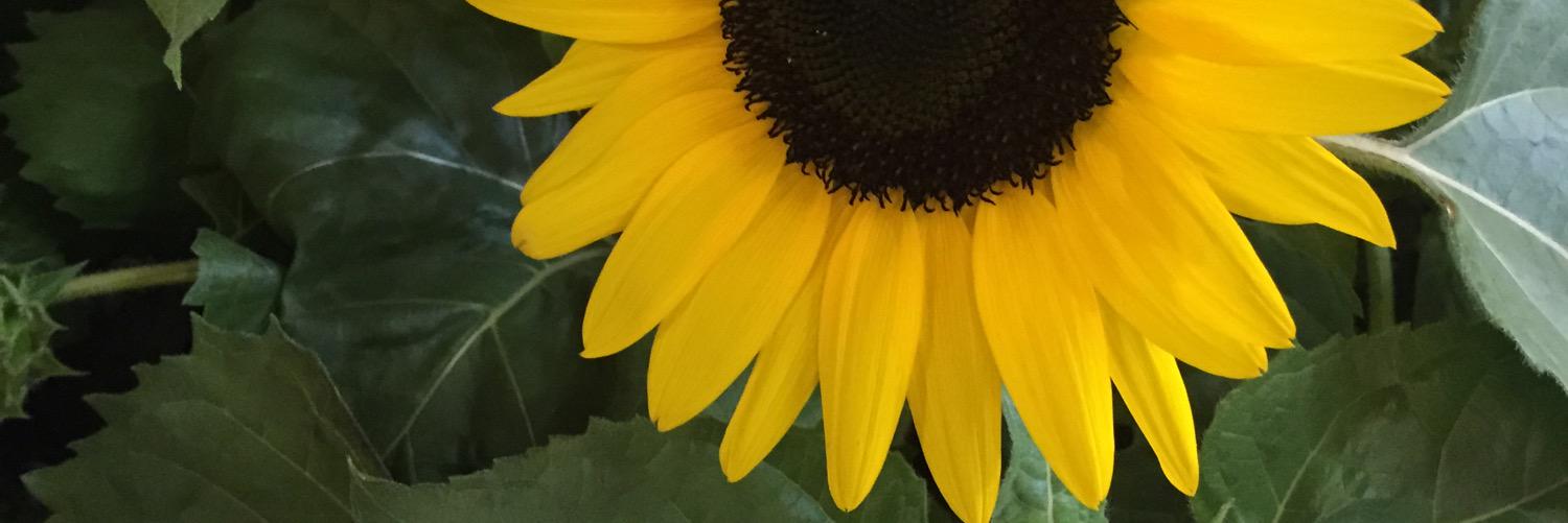 Caitles's profile banner image