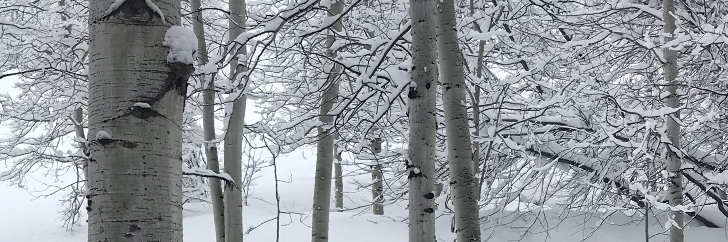 Carolyn Rowlett banner