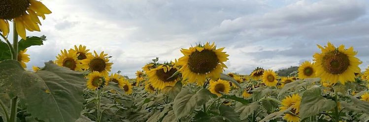zoerios2's profile banner image